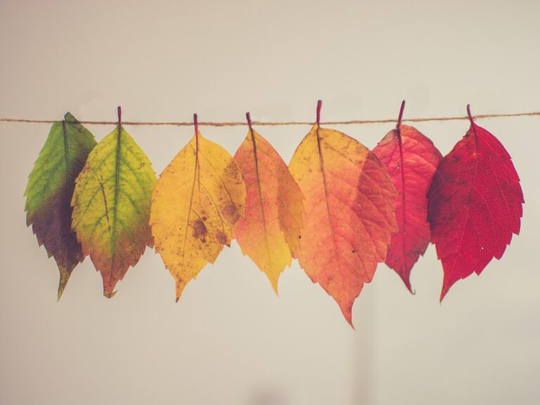 Wrap Up Summer Right: Essential Cleaning Tips for Charleston Homes Before Fall